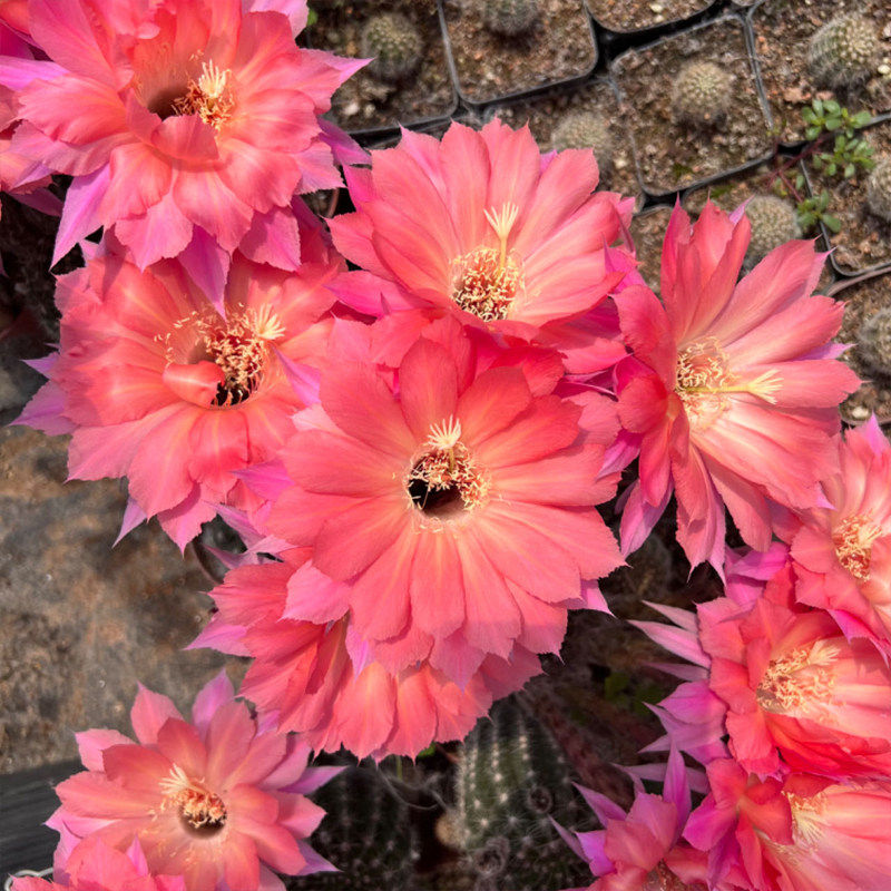 【本赫】经典席克氏彩草大花品种开花仙人球多肉植物阳台庭院盆栽