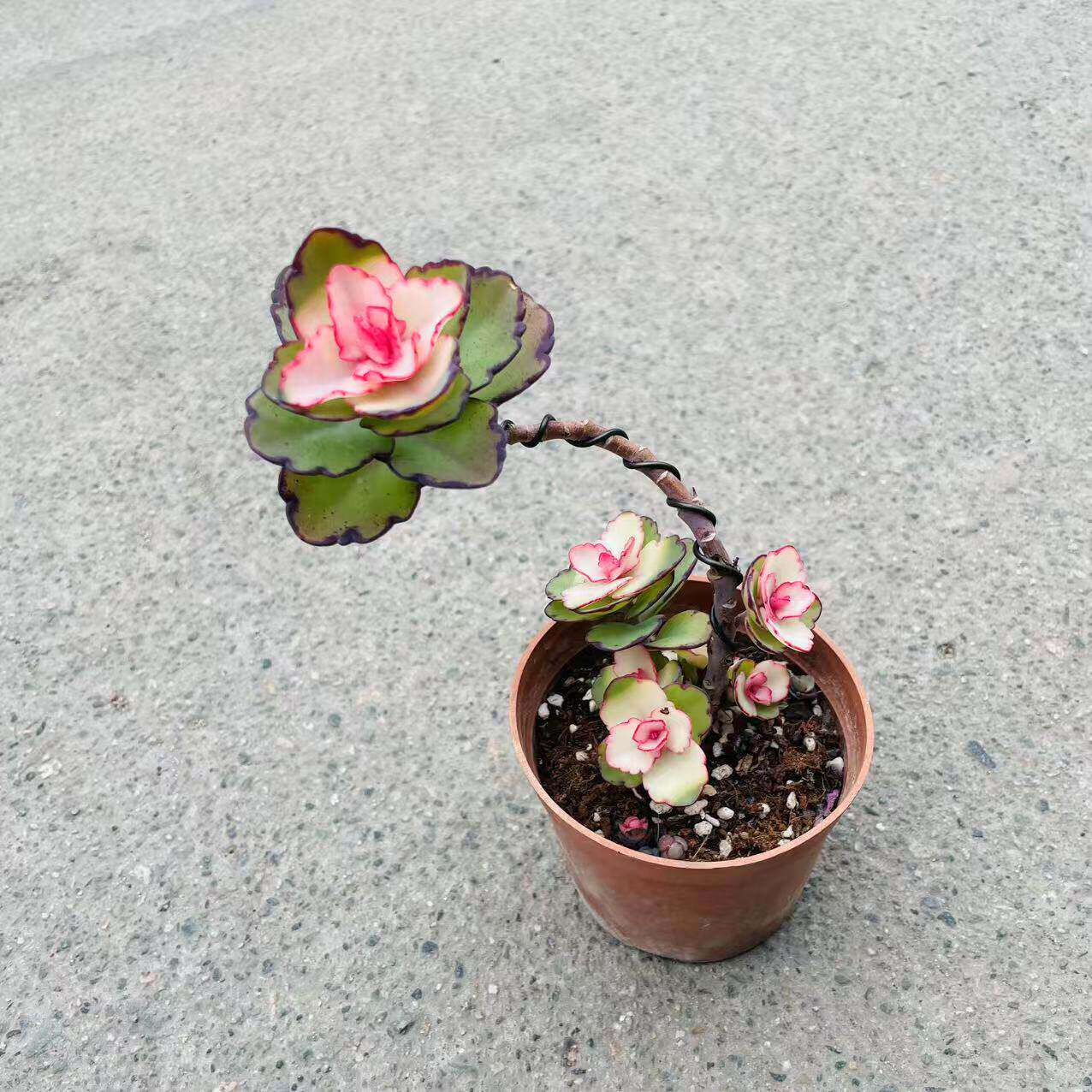 锦绣牡丹造型多肉植物木质老桩居家绿植盆栽新手好养活盆栽礼物花