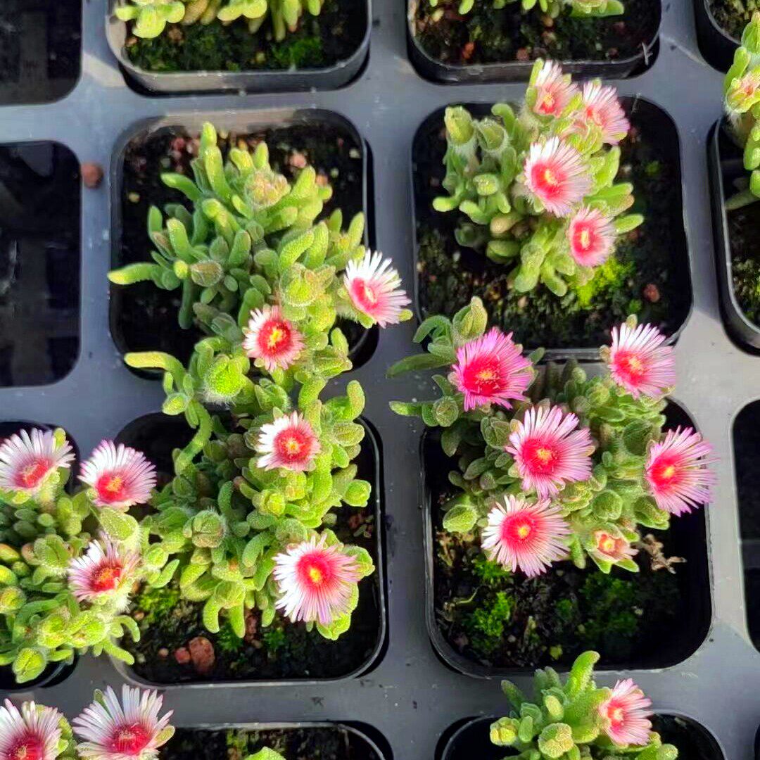 稀有枝干番杏系多肉植物精品玉米粒糖球冰晶九尾网红盆栽四季好养