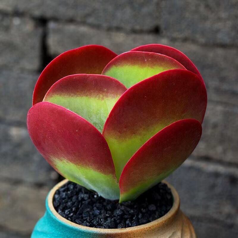唐印多肉植物稀有品种老庄大颗新手好养盆栽花卉绿植好养室内