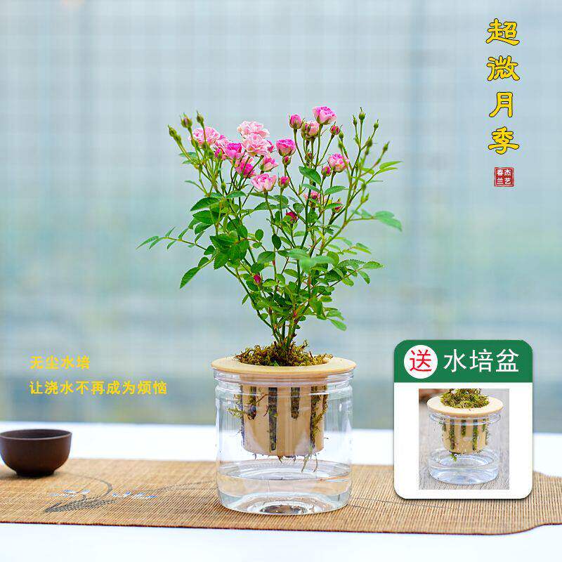 姬月季迷你小盆栽多头开花水培超微月季客厅办公室内桌面植物