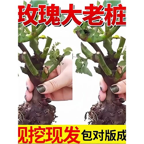 玫瑰月季花老桩老根浓香