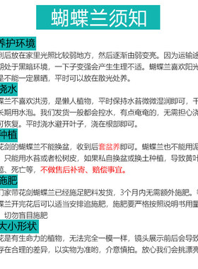 蝴蝶兰大花梦幻之星带花苞粉色迷雾室内绿植花卉盆栽