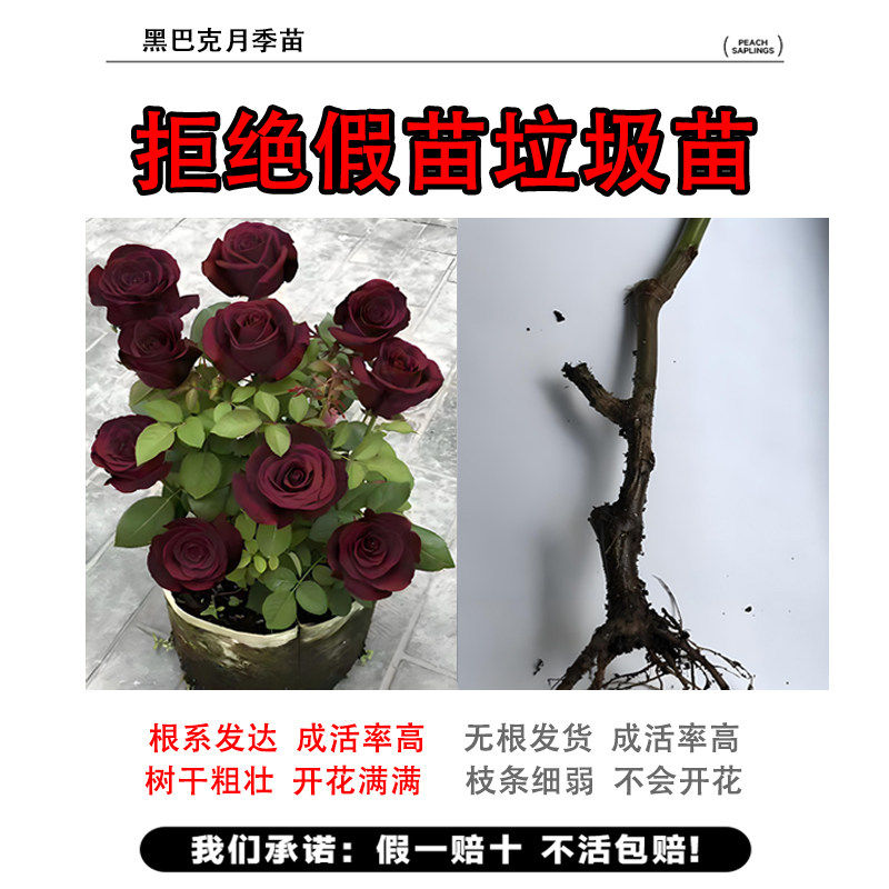 黑巴克月季黑玫瑰花树苗开花大朵大花浓香特大花苗爬藤四季盆栽