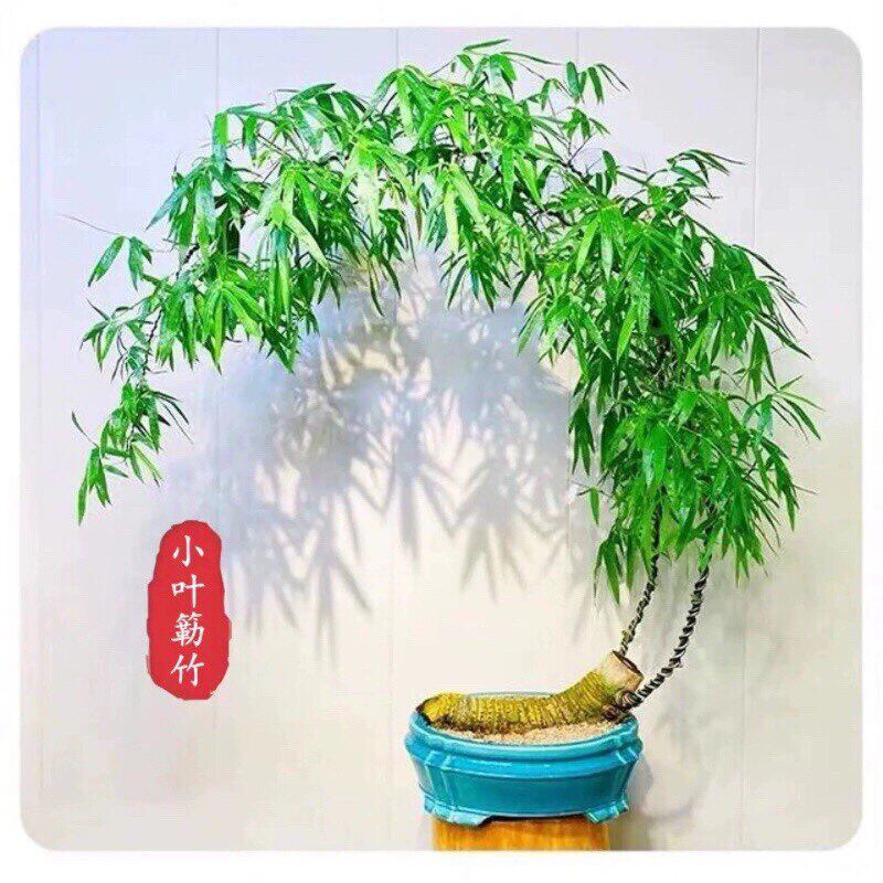 小叶簕竹室内办公室桌面绿植花卉易活好养客厅懒人小盆栽上档次