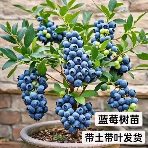 蓝莓树苗盆栽地阳台院子南方北方种植