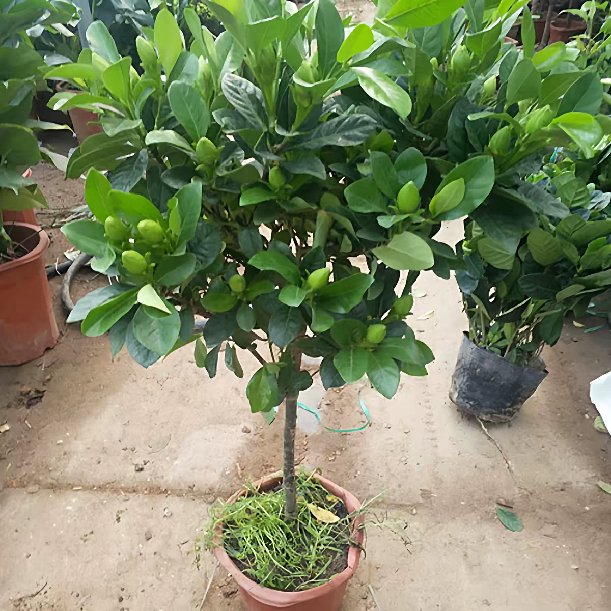 大叶牡丹栀子花棒棒糖盆栽苗带花苞四季开花重瓣独杆老桩树苗花卉