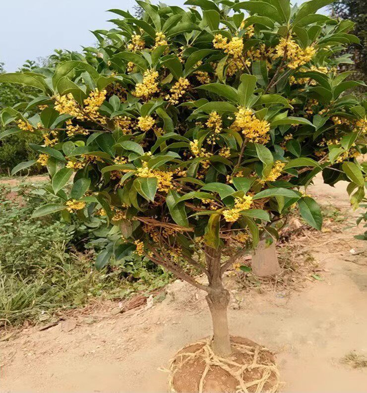 桂花树苗金桂丹桂嫁接桂花盆栽地