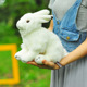 儿童礼物玩具女生布娃娃可爱毛绒公仔动物白兔兔玩偶 国家地理正版