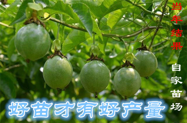 满天星百香果爬藤四季开花树苗