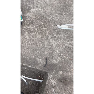 低温箱设备拆机TFH5524E 3匹法国泰康冷藏除湿冷库机组