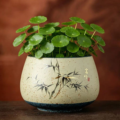 香缘水培荷花铜钱草睡莲碗莲盆缸