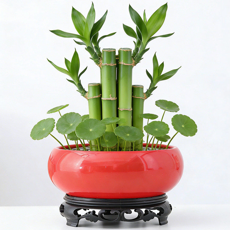 大红色水仙花花盆陶瓷水培无孔水培水仙专用盆铜钱草大号特价清仓,家居饰品,桌面摆件,淘宝优惠券,粉丝福利购,淘宝优惠卷