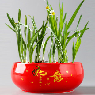 新年红色铜钱草水仙花盆大口径水培绿植家用无孔睡莲碗莲盆带底座