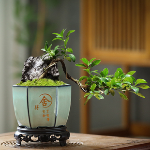 发财树榕树紫砂花盆陶瓷小叶紫檀盆景盆栽绿植托盘创意小多肉花盆