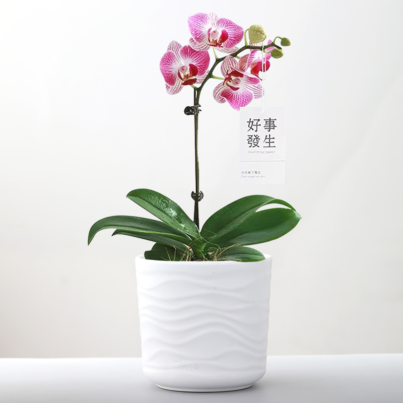 香缘北欧简约花盆陶瓷带托盘清仓