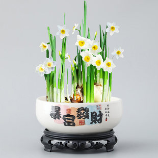 水培花盆陶瓷铜钱草睡莲一叶莲水仙花盆金钱草巴西木大口径花盆