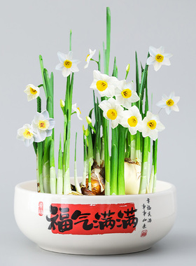 水仙花铜钱草巴西木一叶莲睡莲碗莲水培专用器皿客厅桌面装饰盆器