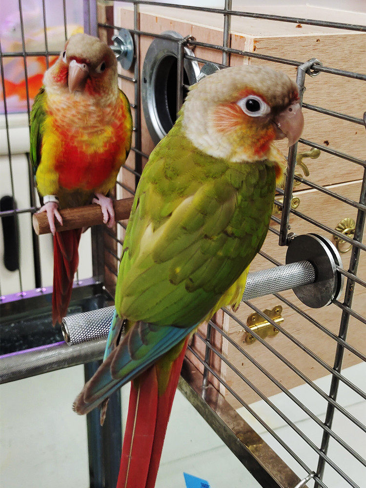 鹦鹉站架网纹鸟站杆食杯站架鹦鹉用品防滑站棒定制站棍鸟笼鸟具厂,宠物/宠物食品及用品,鸟玩具,淘宝优惠券,粉丝福利购,淘宝优惠卷