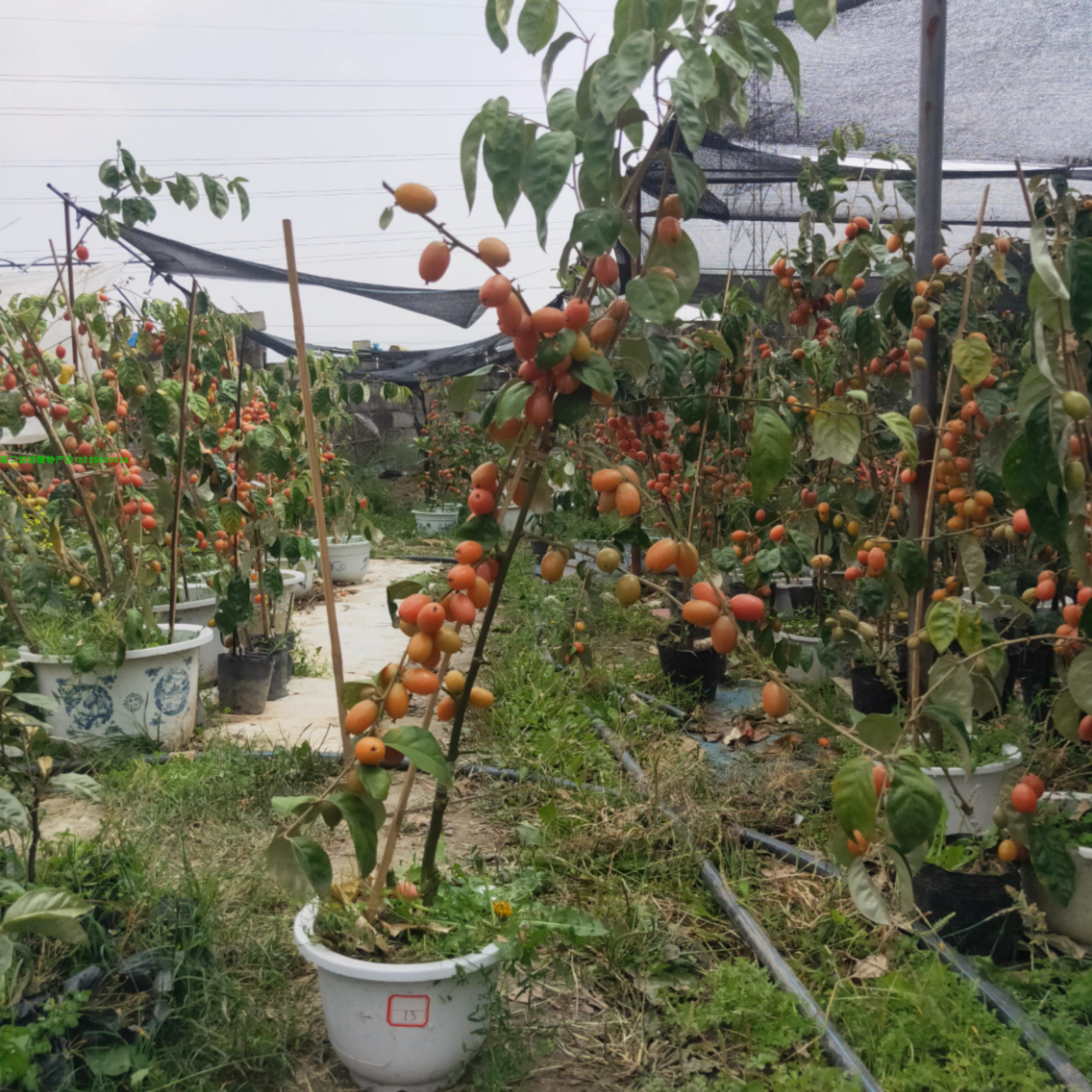 嫁接甜羊奶果树苗德甜二号羊奶果苗盆栽四季果树南方果树