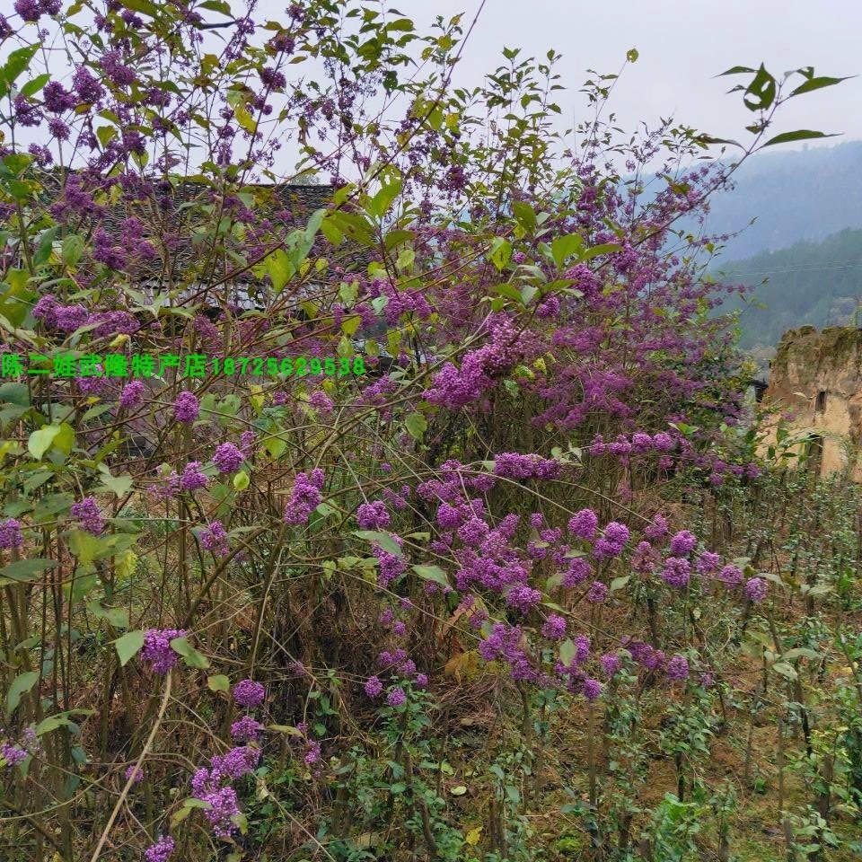 重庆紫珠中药材 地栽盆栽灌木花苗庭院花园植物 紫珠种苗多年生