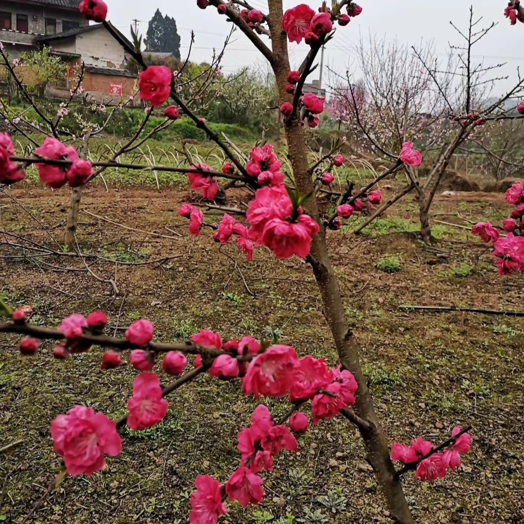 重庆老品种桃子树 重瓣桃花桃树 水果树苗 重瓣桃盆栽树苗盆景树