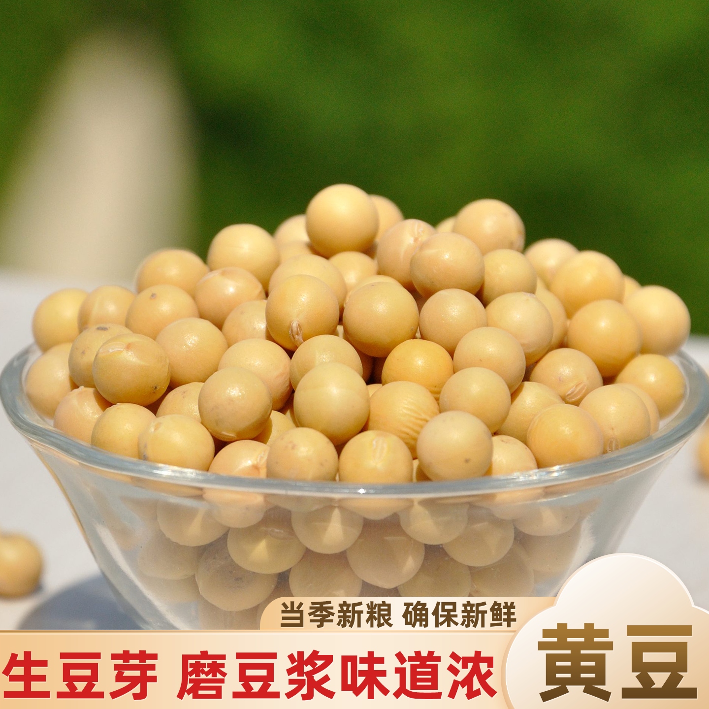 东北特产磨豆浆生黄豆芽5斤包邮