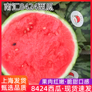 上海南汇8424西瓜16斤大果麒麟西瓜脆甜多汁当季新鲜现摘黑籽沙瓤