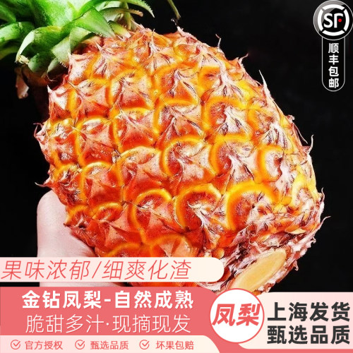 海南坡罗村古法金钻凤梨脆甜多汁新鲜应季水果树上熟现摘现发顺丰