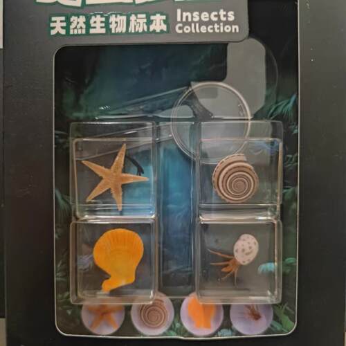 天然现生海洋动物标本-树脂掩埋