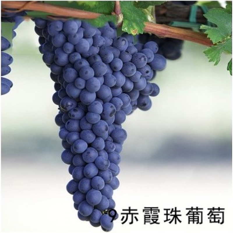 赤霞葡萄树苗水果树苗南方北方种植四季盆栽地栽爬藤当年结果