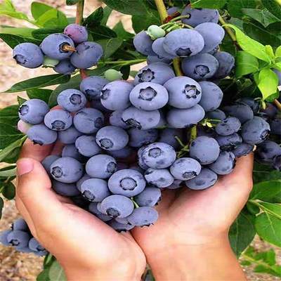 盆栽蓝莓树苗地栽带果花苞南北方种植蓝莓树果苗室内外果树蓝莓苗