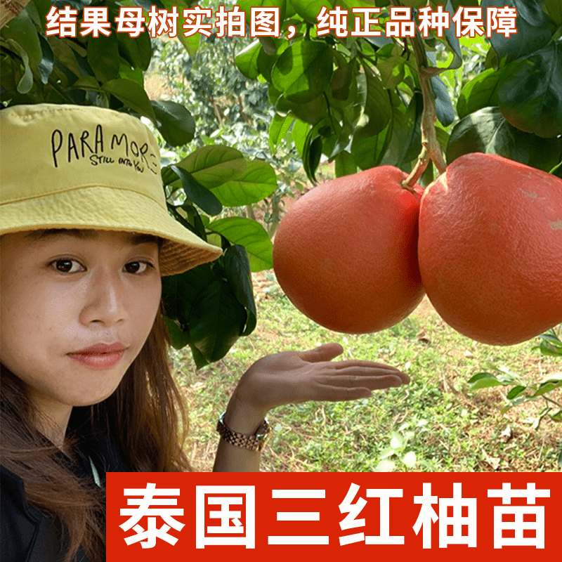 泰国三红柚红皮红心新品种纯正嫁接暹罗红肉柚庭院种植带营养杯