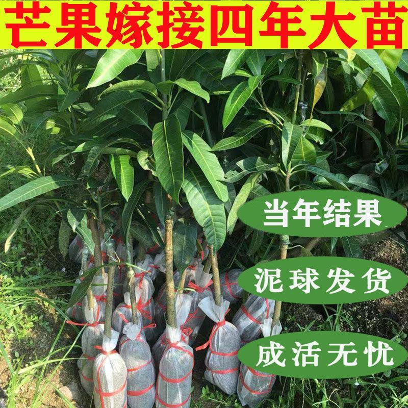 芒果树苗金煌桂七贵妃芒果苗水嫁接特大盆栽阳台南方种植当年结果