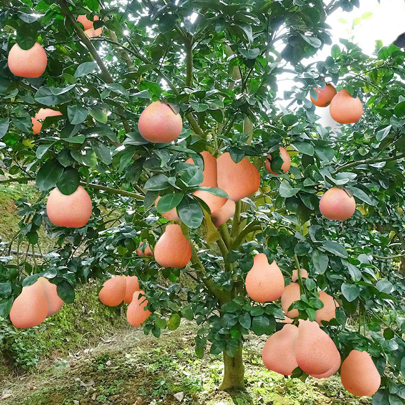 柚子树苗红心红肉蜜柚嫁接三红蜜柚果树果苗南方北方种植当年结果 鲜花速递/花卉仿真/绿植园艺 果树 原图主图