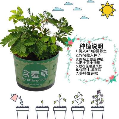 儿童种植小盆栽向日葵幼儿园观察植物生长小学生创意diy礼物草莓