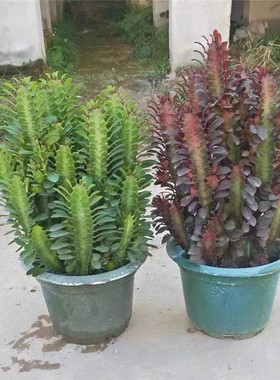 青红龙骨盆栽巴西龙骨仙人柱玉麒麟好养植物招财耐旱盆栽绿植花卉