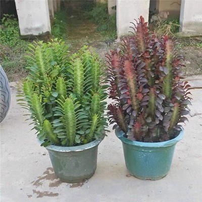 招财绿植花卉耐旱盆栽仙人柱