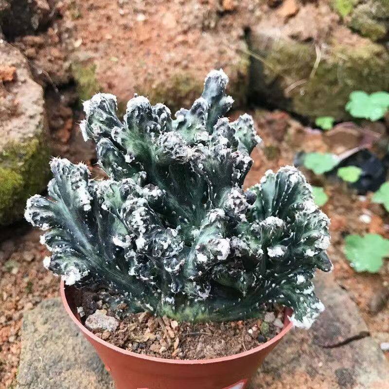 稀有精选残雪仙人掌观景多肉植物缀化大戟科趣味盆栽造型奇特好养