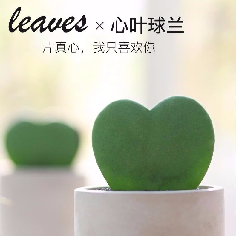 小清纯花屋心叶球兰 多肉植物心形植物 情人节绿植礼物盆栽