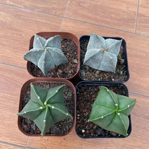 鸾凤玉无刺仙人球多肉植物组合