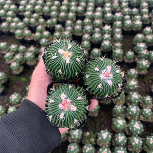 多棱玉实生仙人球开花多肉植物千波万波仙人球小盆栽