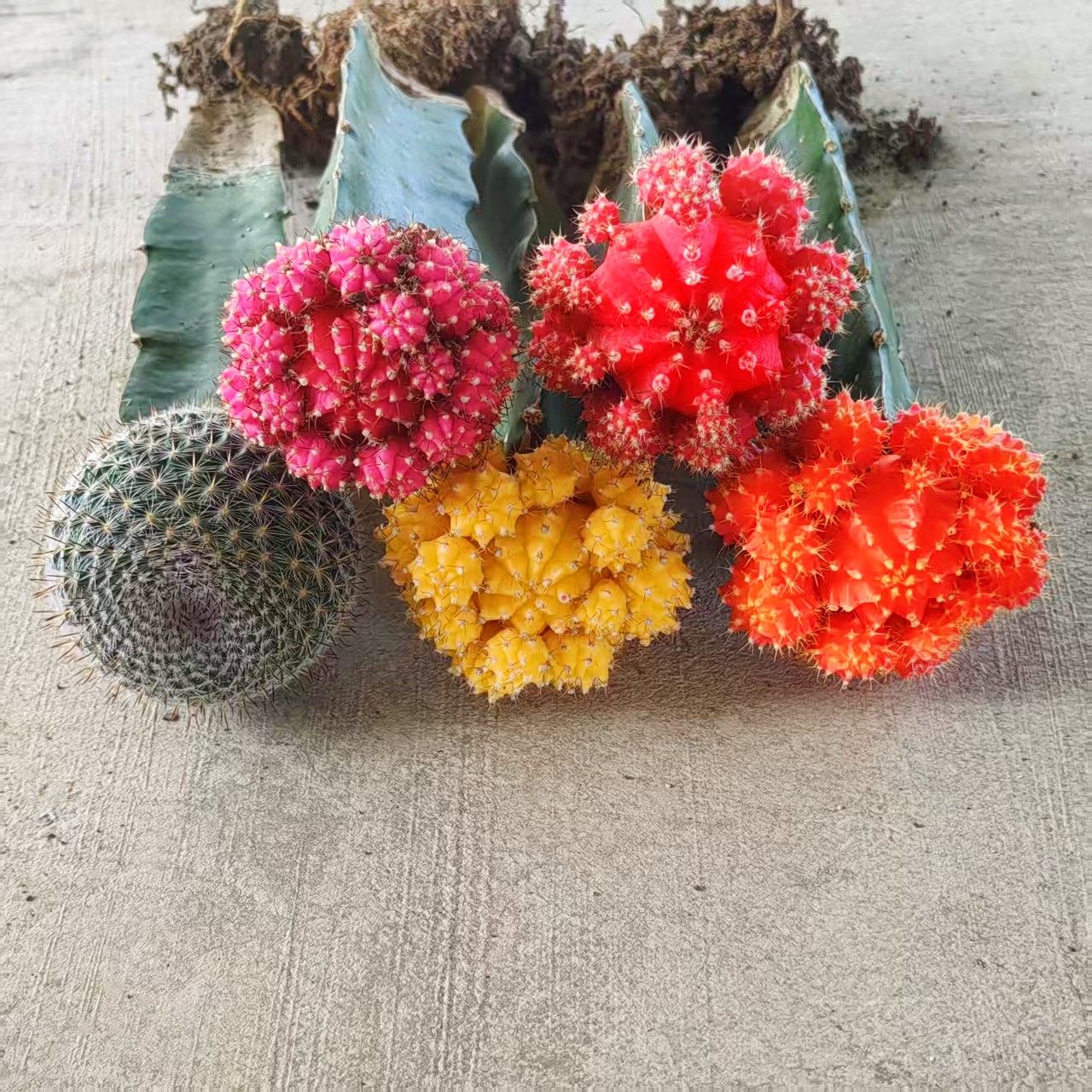 彩球胭脂红黄牡丹带柱仙人球新手萌萌球办公室桌面美观盆栽