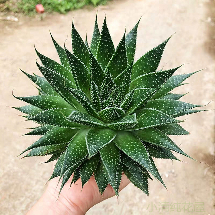 小清纯花屋波露多肉植物雪花芦荟电脑桌面防辐射绿植盆栽特价包邮