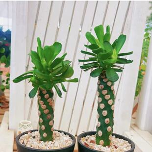 霸王鞭无刺大戟科多肉植物盆栽室内阳台庭院花卉绿植耐旱好养盆栽