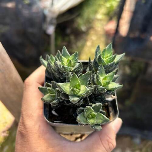 九轮塔稀有品种十二卷属多肉植物室内盆栽肉肉花绿植花卉芦荟好养