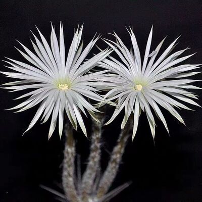 奇想丸实生仙人球稀有白花黑球