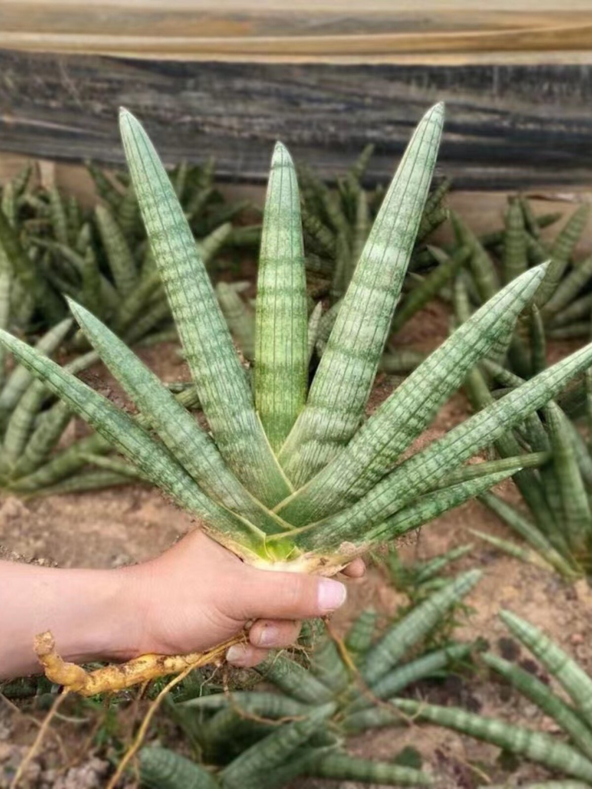 【招财佛手】棒叶虎皮兰易养室内多肉植物绿植花卉盆栽防辐射镇宅