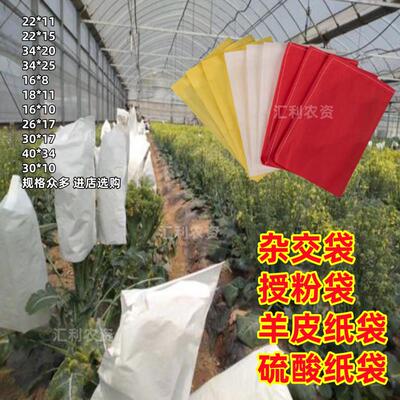 杂交袋农作物授粉袋子人