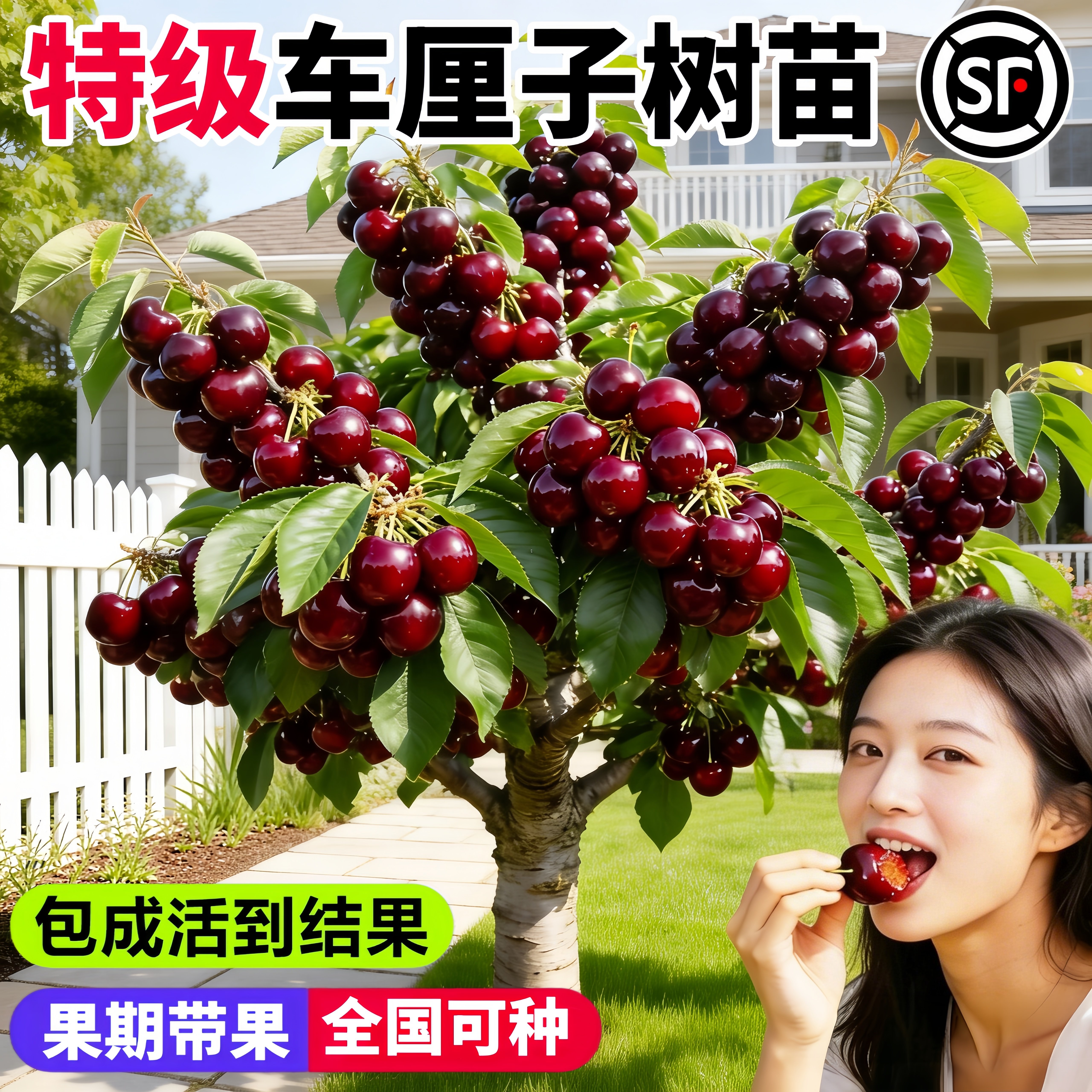 矮化嫁接车厘子果树苗当年结果图片
